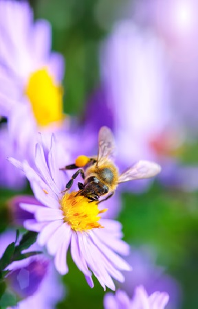 Frühlingsbild Biene Violett.jpg